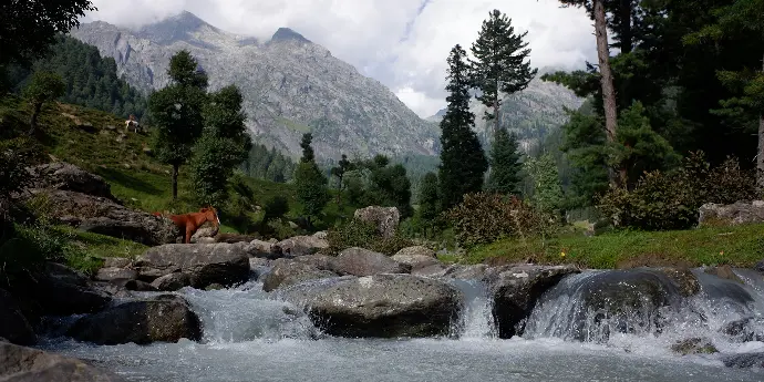 a dog walking on rocks near a river